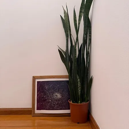 Cool Cats House * Феррел